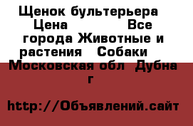 Щенок бультерьера › Цена ­ 35 000 - Все города Животные и растения » Собаки   . Московская обл.,Дубна г.